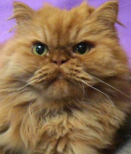Персидские полуперсидские коты