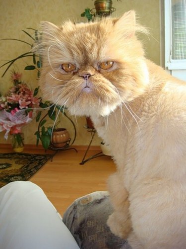 Персидские полуперсидские коты