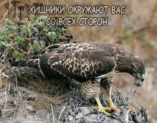 Никогда не сдавайся!