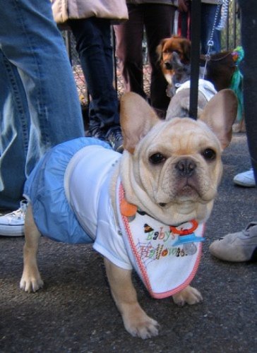 Мода животных