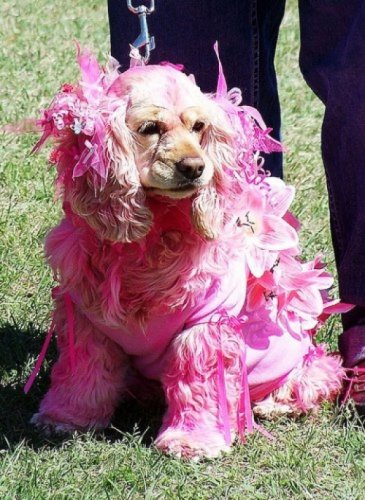 Мода животных