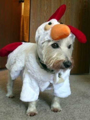 Мода животных