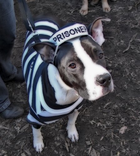 Мода животных