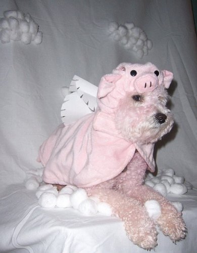 Мода животных