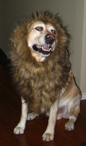 Мода животных