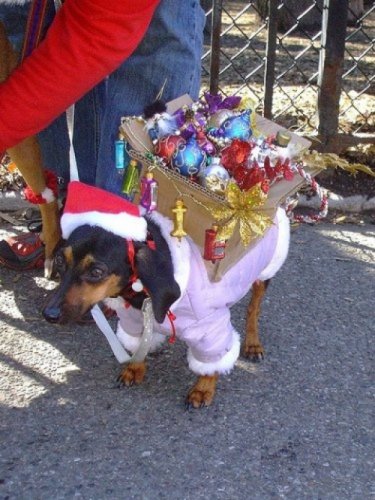 Мода животных