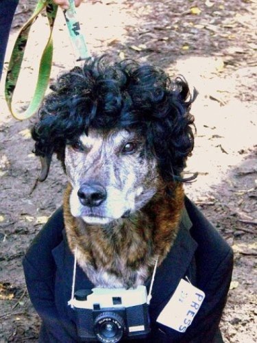 Мода животных