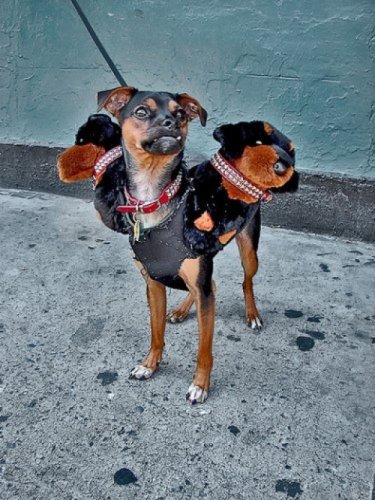 Мода животных