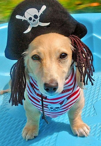 Мода животных