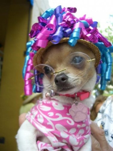 Мода животных