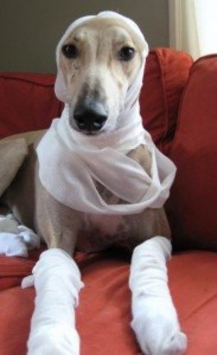 Мода животных