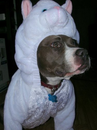 Мода животных