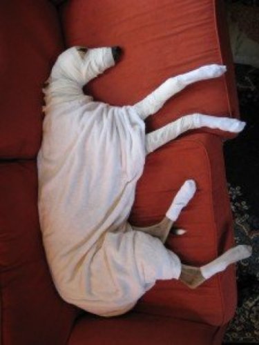 Мода животных