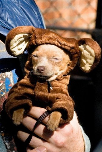 Мода животных