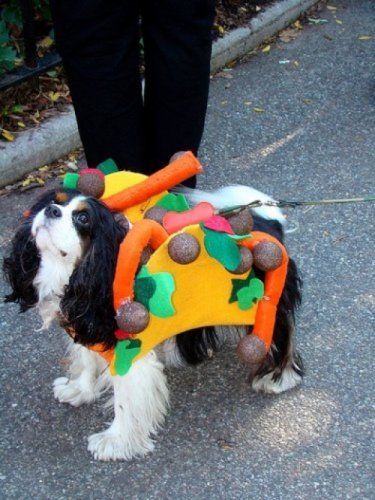 Мода животных