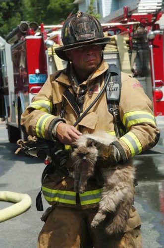 Спасатели и животные