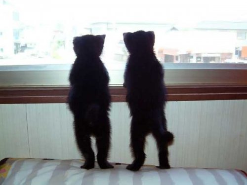 Юмор :) Баяны