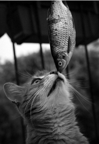 Юмор, позитивчик :)