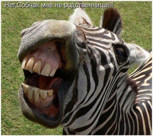 Юмор, позитивчик :)