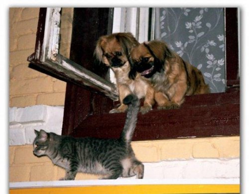 Юмор, позитивчик :)