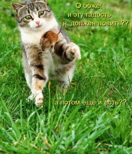 Юмор, позитивчик :)