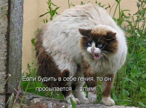 Юмор, позитивчик :)