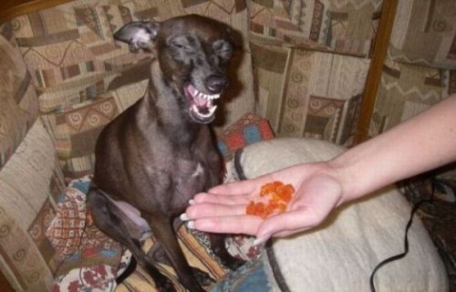 Юмор, позитивчик :)