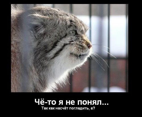 Погладь кота!