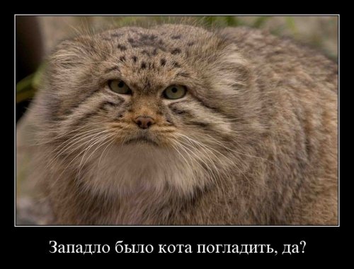 Погладь кота!