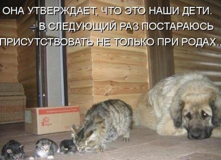 Животинки...