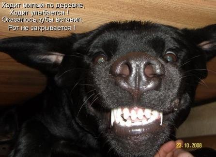 Животинки...