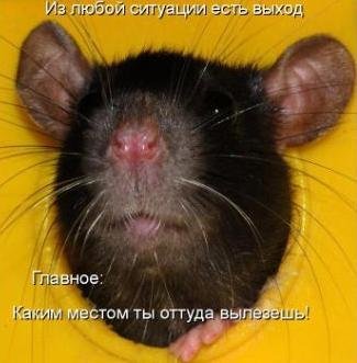 Животинки...