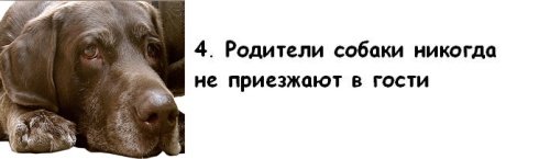 Почему мужчины предпочитают завести собаку, а не жену