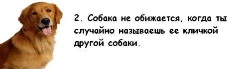 Почему мужчины предпочитают завести собаку, а не жену