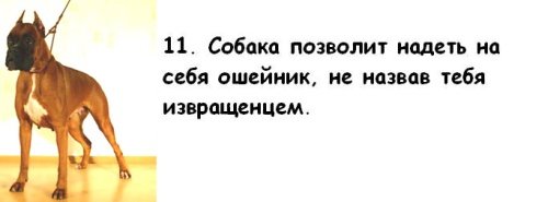 Почему мужчины предпочитают завести собаку, а не жену