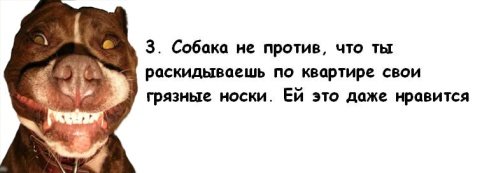 Почему мужчины предпочитают завести собаку, а не жену