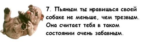 Почему мужчины предпочитают завести собаку, а не жену