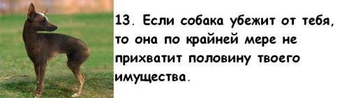 Почему мужчины предпочитают завести собаку, а не жену