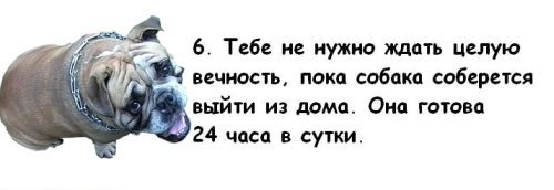 Почему мужчины предпочитают завести собаку, а не жену