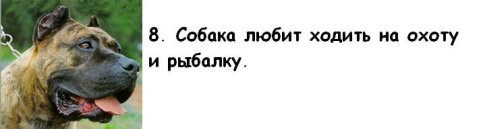 Почему мужчины предпочитают завести собаку, а не жену