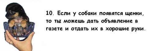 Почему мужчины предпочитают завести собаку, а не жену