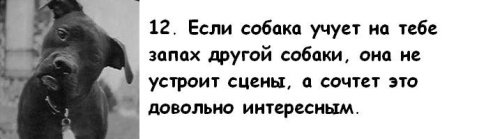 Почему мужчины предпочитают завести собаку, а не жену