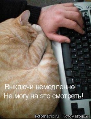 Компы и кошки