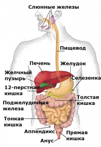 Наш организм в цифрах