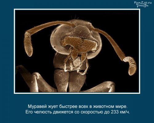 Факты о животных