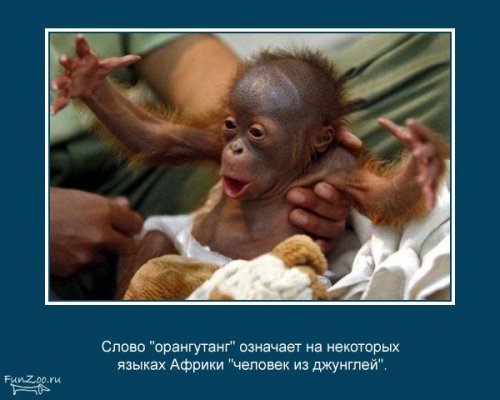 Факты о животных