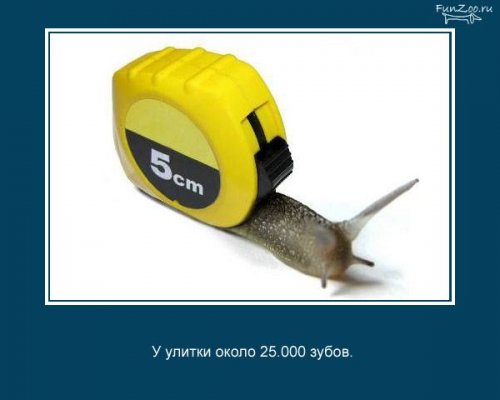 Факты о животных