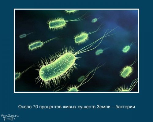 Факты о животных