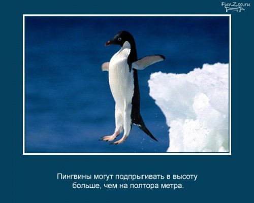 Факты о животных