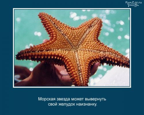 Факты о животных